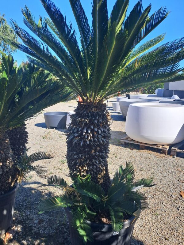 Cykas Revoluta Sagowiec 110-130cm donica, taras, egzotyk, ogród zimowy