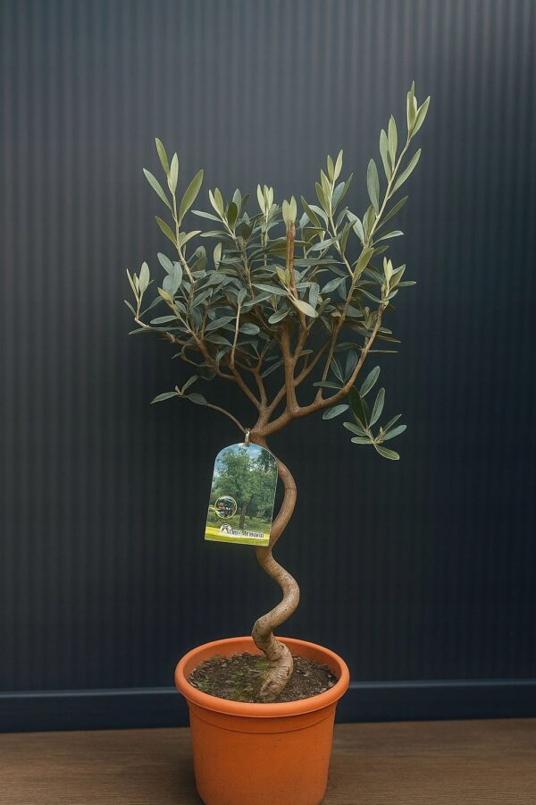 Oliwka spirala/ kręcona nóżka, egzotyk, zimozielona, donica, taras 70-80cm