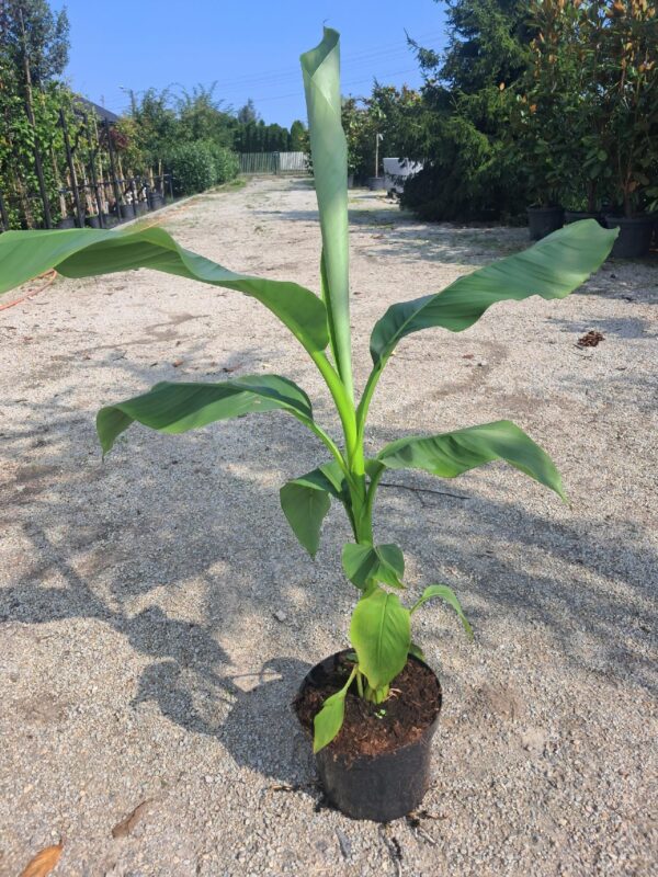 Bananowiec Musa Basjoo, egzotyk, donica, ogród, szybkorosnący