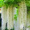 Wisteria (Glicynia) pnącze FIOLETOWA 120-150cm pergola