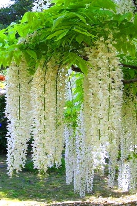 Wisteria (Glicynia) pnącze FIOLETOWA 120-150cm pergola