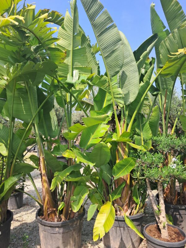 Strelicja Nicolai-biała, ogromny okaz 2-3m, ogród zimowy