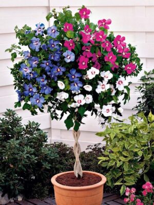 Hibiskus tricolor na plecionej nóżce