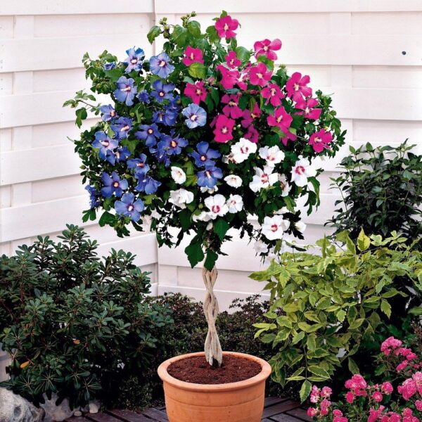 Hibiskus tricolor na plecionej nóżce