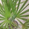 Palma Trachycarpus Fortunei, zimozielona, egzotyk, ogród, donica 70-90 cm
