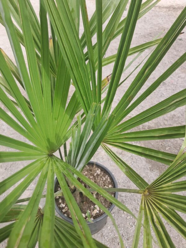 Palma Trachycarpus Fortunei, zimozielona, egzotyk, ogród, donica 70-90 cm