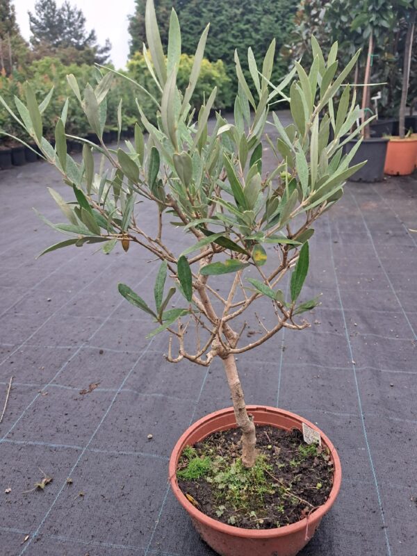 Oliwka europejska w formie bonsai, egzotyk w Twoim domu