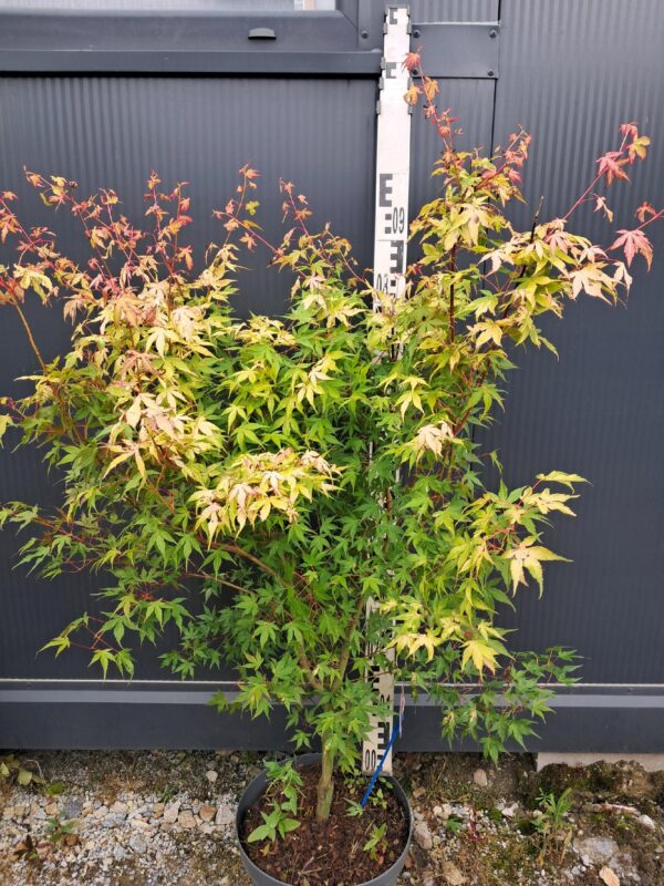 Klon palmowy Katsura 100-120cm