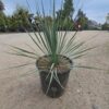 Yucca Rostrata Mrozoodporna, zomozielona, egzotyk, słońce, ogród, donica 10L