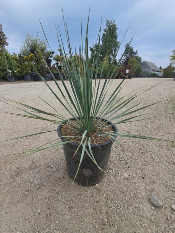 Yucca Rostrata Mrozoodporna, zomozielona, egzotyk, słońce, ogród, donica 10L