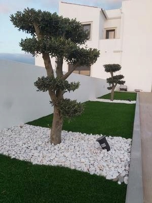 OLIWKA europejska BONSAI 130CM, egzotyk, donica, taras, zimozielona