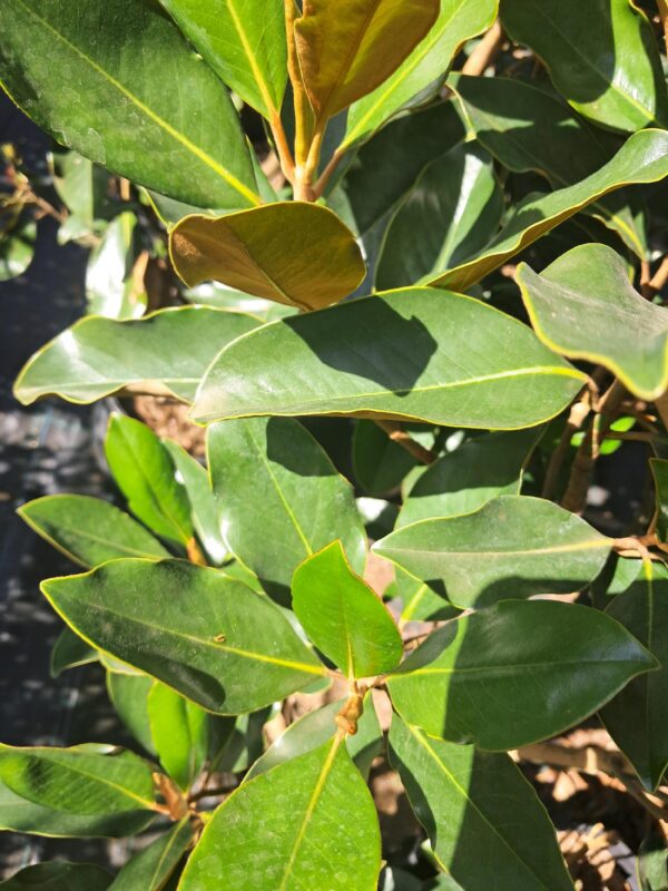 Magnolia zimozielona grandiflora 'Little Gem' ok160cm,kwitnąca latem