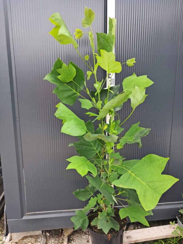 Tulipanowiec amerykański 'Fastigiata' kolumnowy, wąski pokrój