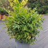 Nandina Lemon Lime 30-40cm zimozielona