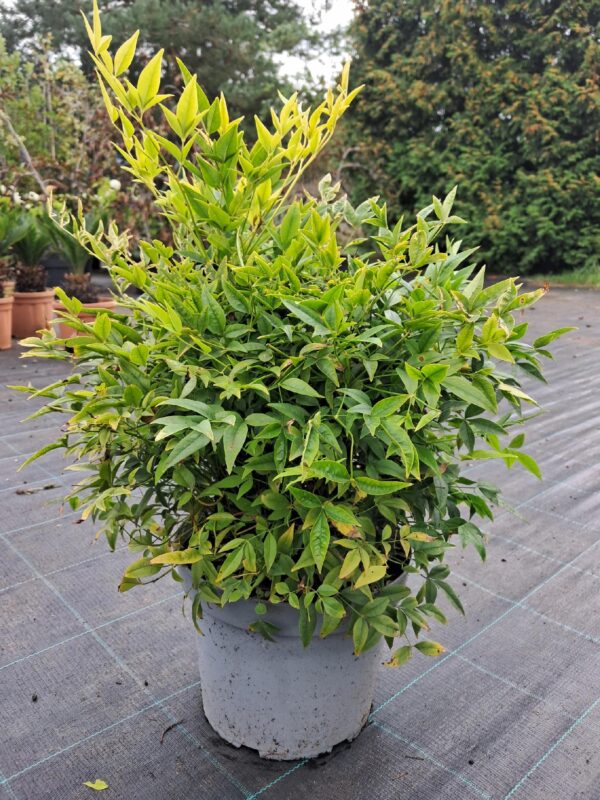 Nandina Lemon Lime 30-40cm zimozielona