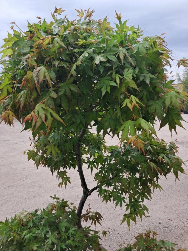 Klon palmowy katsura formowany na bonsai wysokość 140-150cm