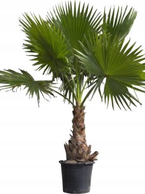 Palma Washingtonia Robusta 120-140cm, egzotyk, donica, ogród