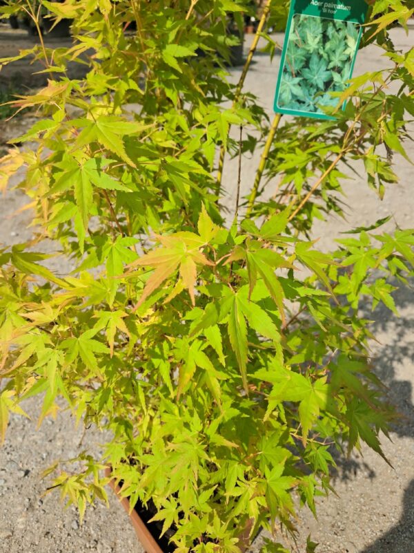 Klon palmowy 'Bi hoo' 110-130cm, ogród japoński, żółta kora