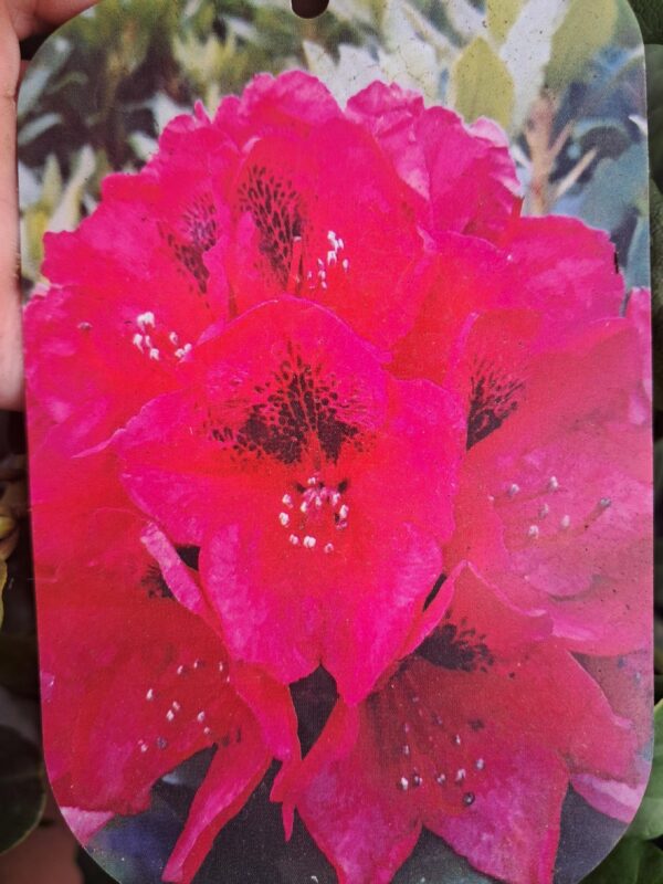 Rododendron/różanecznik 'Lord Roberts' zimozielony, stara odmiana