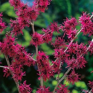 Oczar 'Amethyst' kwitnie styczeń-marzec, purpurowe kwiaty, 110-140cm