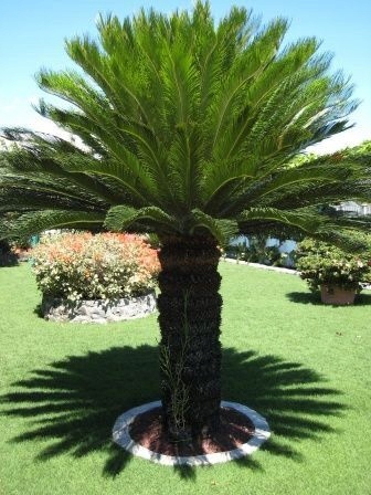 Cykas Revoluta Sagowiec 110-130cm donica, taras, egzotyk, ogród zimowy