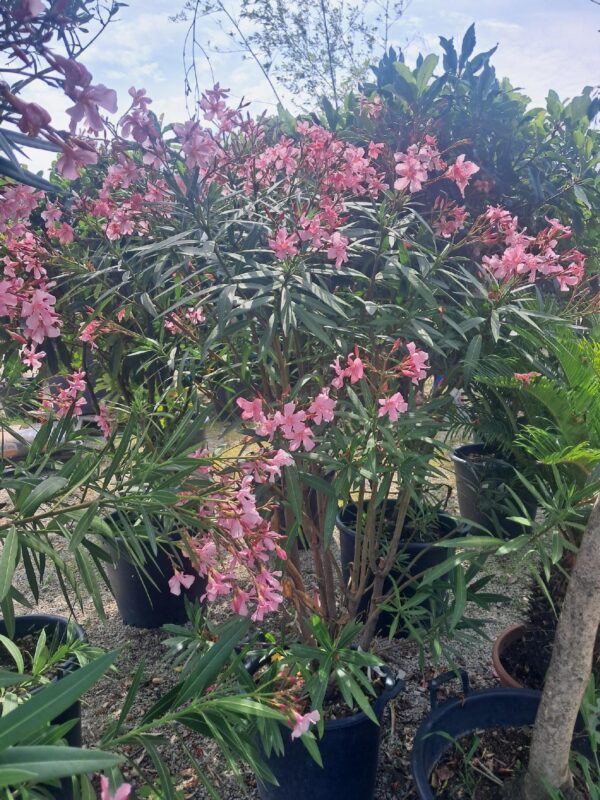 Oleander, duży okaz, kolor  różowy, donica, taras, egzotyk