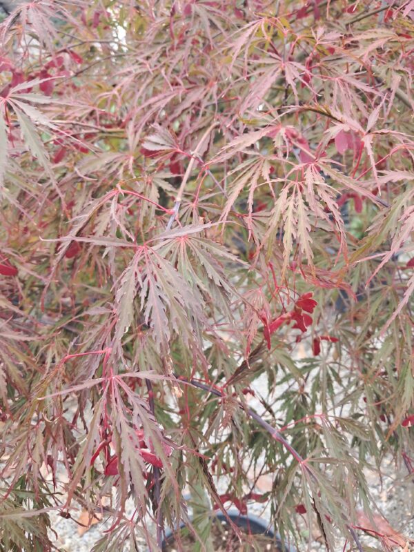 Klon Garnet duży okaz rozłożysty na nodze