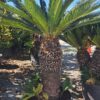 Cykas Revoluta Sagowiec 110-130cm donica, taras, egzotyk, ogród zimowy