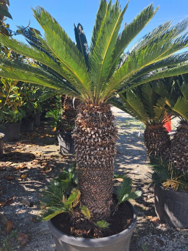 Cykas Revoluta Sagowiec 110-130cm donica, taras, egzotyk, ogród zimowy