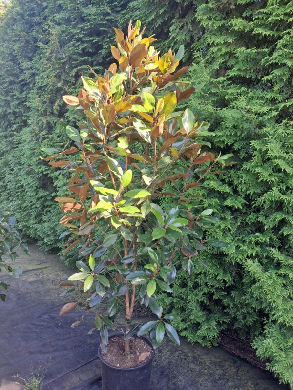 Magnolia zimozielona grandiflora 'Little Gem' ok160cm,kwitnąca latem