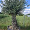 Oliwka europejska, stare drzewo, duży okaz, wysokość rośliny 1.8-2m