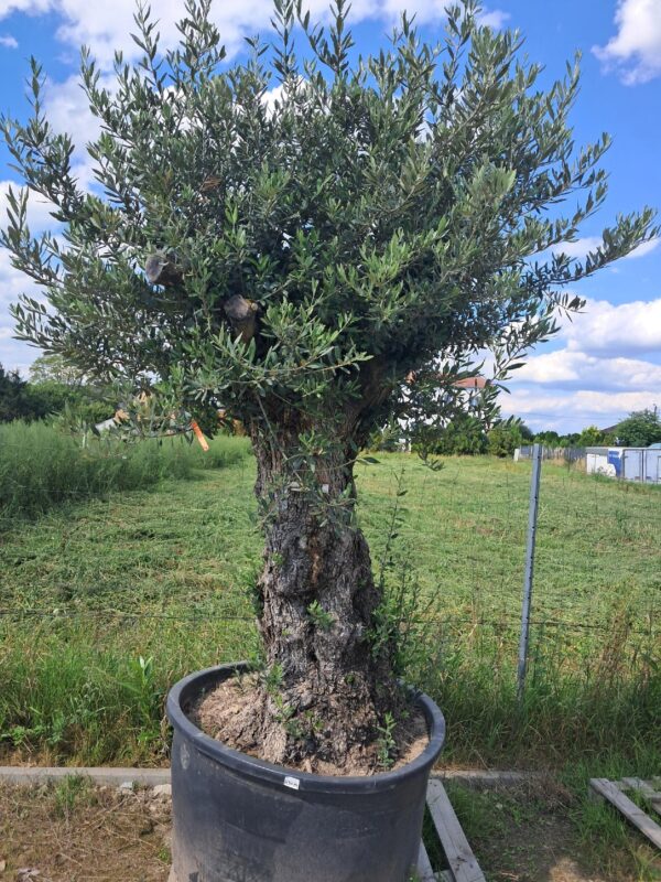 Oliwka europejska, stare drzewo, duży okaz, wysokość rośliny 1.8-2m