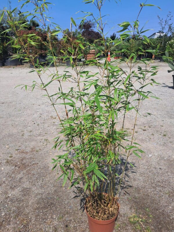 Bambus Fargesia Rufa, zimozielony, nieinwazyjny, egzotyk, mrozoodporny