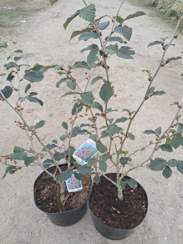 Oczar pośredni Feuerzauber kwitnący wczesną wiosną, 110cm