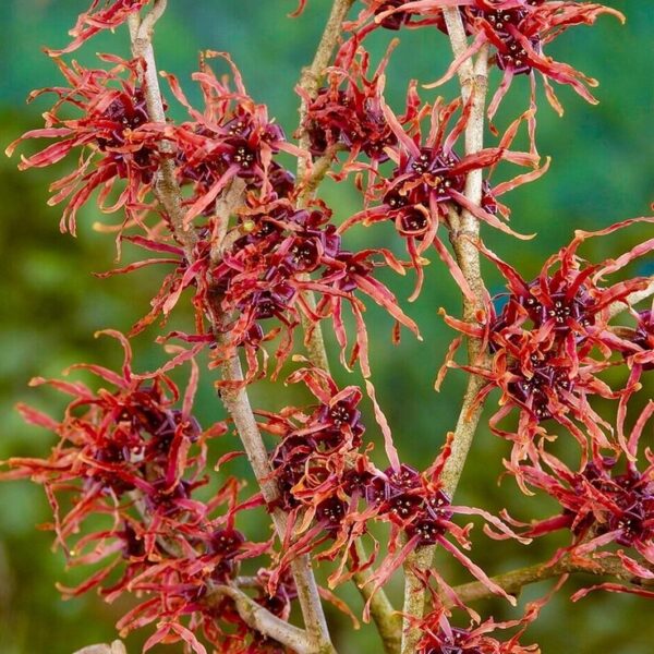 Oczar pośredni Feuerzauber kwitnący wczesną wiosną, 110cm