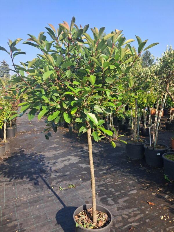 Głogownik 'Red Robin' prowadzony na pniu, zimozielony 150cm