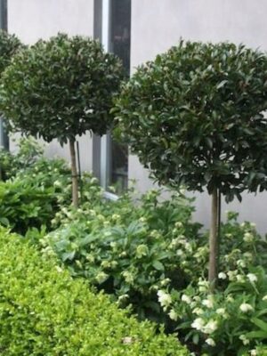 Ostrokrzew zimozielony formowany na pniu 160cm, mrozoodporny, ogród, taras