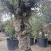 Oliwka europejska, stare drzewo, duży okaz, wysokość rośliny 250cm