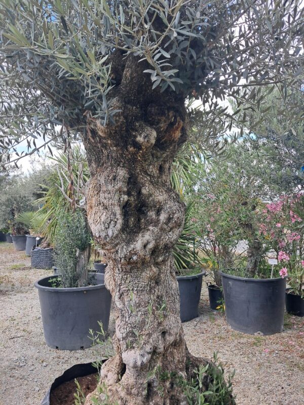 Oliwka europejska, stare drzewo, duży okaz, wysokość rośliny 250cm