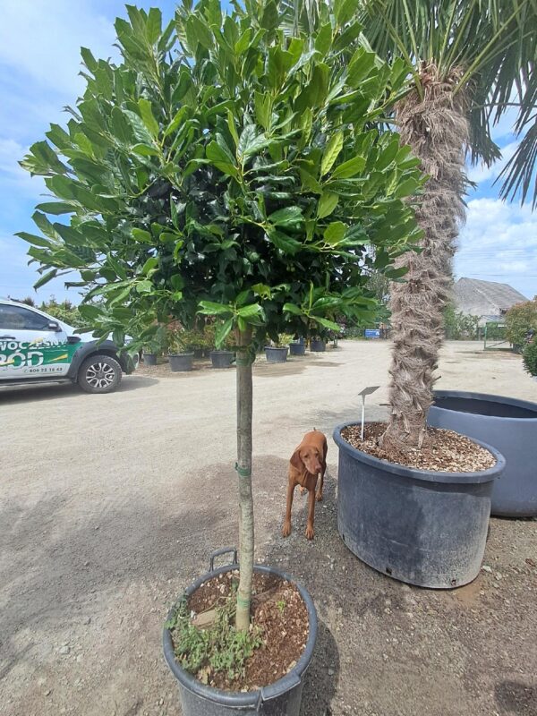 Ostrokrzew zimozielony formowany na pniu 160cm, mrozoodporny, ogród, taras