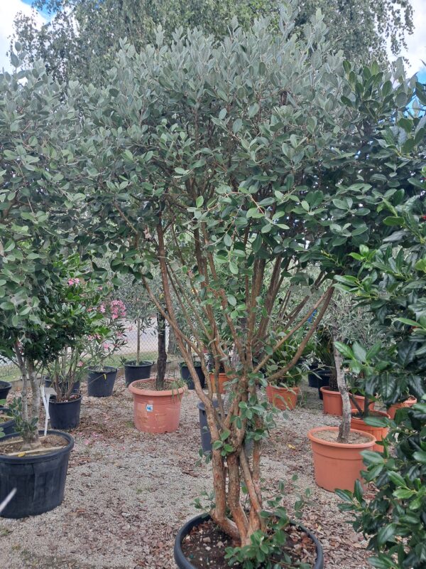 Feijoa (Akka sellowa) duży okaz 200cm, jadalne owoce, zimozielone