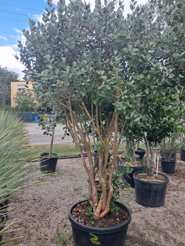 Feijoa (Akka sellowa) duży okaz 200cm, jadalne owoce, zimozielone