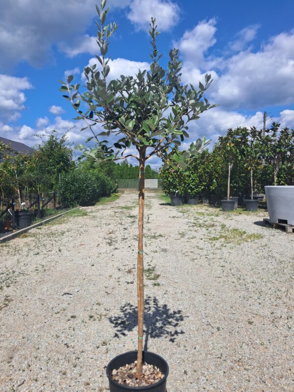 Feijoa (Akka sellowa) egzotyczne drzewko, jadalne owoce 140cm