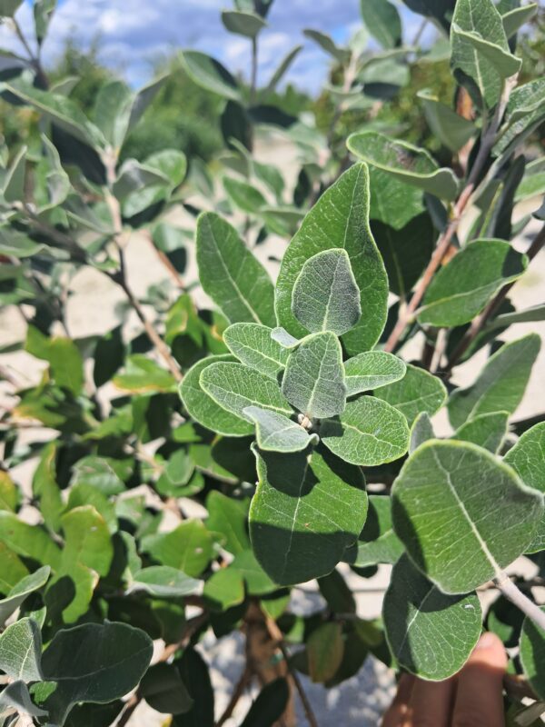 Feijoa (Akka sellowa) egzotyczne drzewko, jadalne owoce 140cm