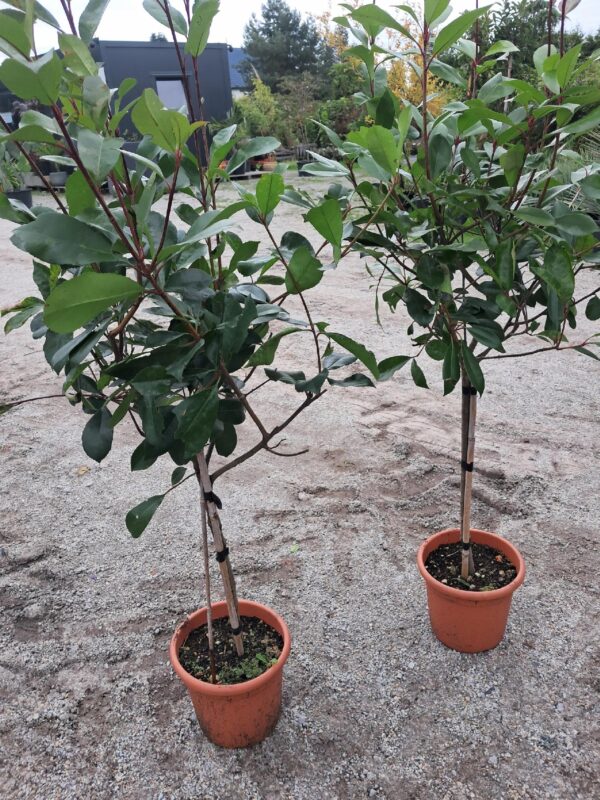 Głogownik 'Red Robin' zimozielony, na pniu, ogród, donica