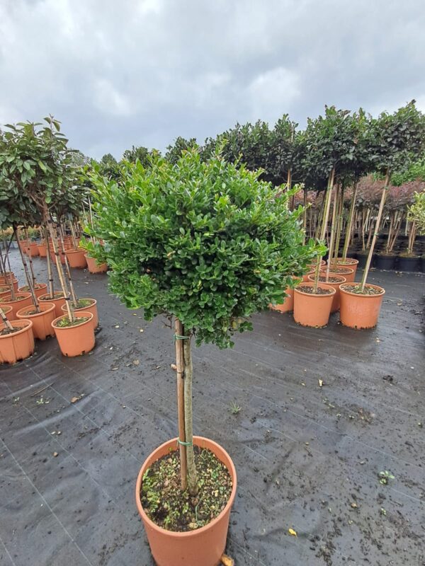 ILEX Crenata na pniu /alternatywa dla bukszpanu/ zimozielony, kula na pniu 80-90cm