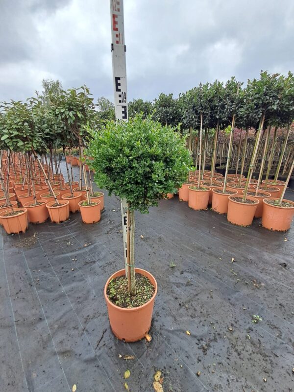 ILEX Crenata na pniu /alternatywa dla bukszpanu/ zimozielony, kula na pniu 80-90cm