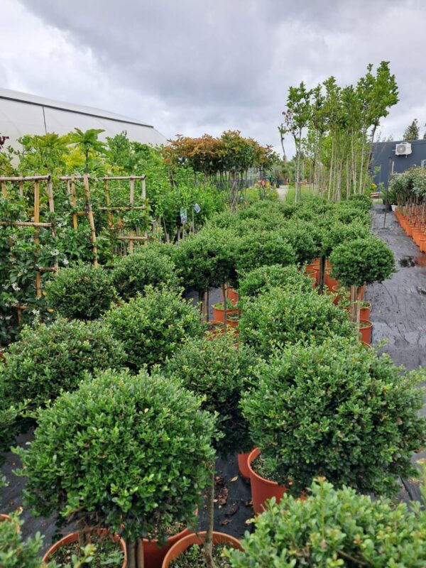 ILEX Crenata na pniu /alternatywa dla bukszpanu/ zimozielony, kula na pniu 80-90cm