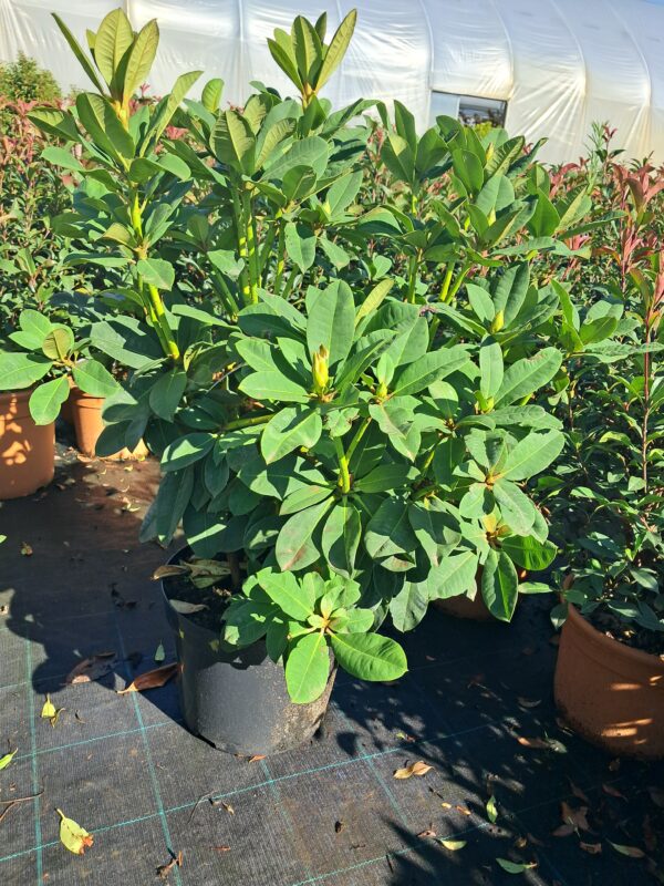 Rododendron/różanecznik 'Red Jack' zimozielony