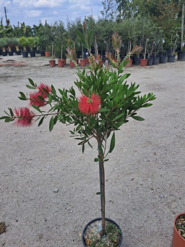 Kuflik Cytrynowy 100-130